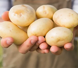 Standard White Potatoes